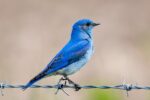 Types Of Blue Birds: 30 Beautiful Species, Pictures & Facts