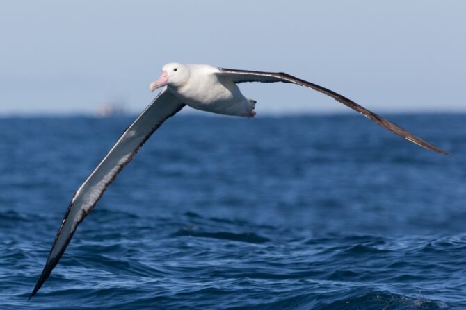 Northern Royal Albatross Flying Over Sea