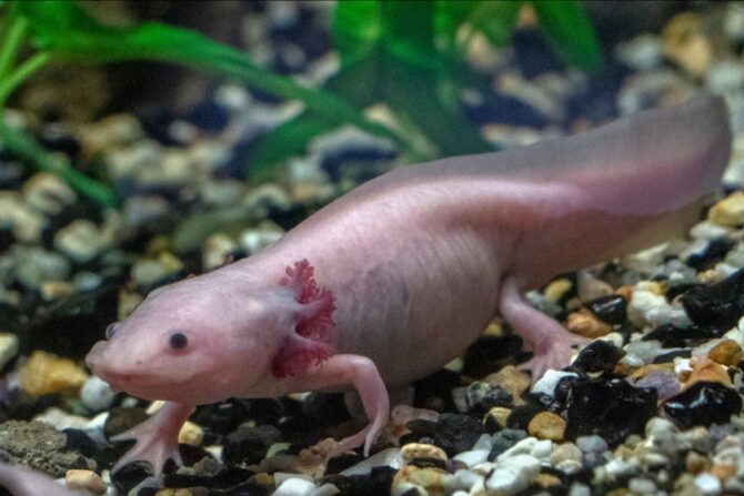 Pet Axolotl - Mexican Salamander Under Water