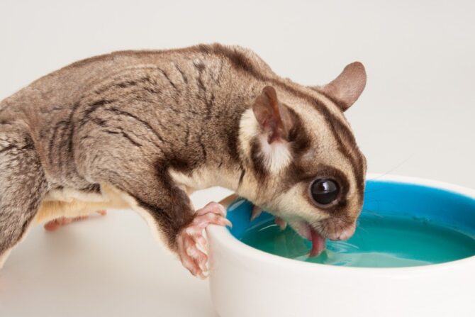 Pet Sugar Glider Drinking Water