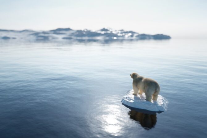 Lone Polar Bear on Ice Floe - Melting Iceberg Due to Global Warming