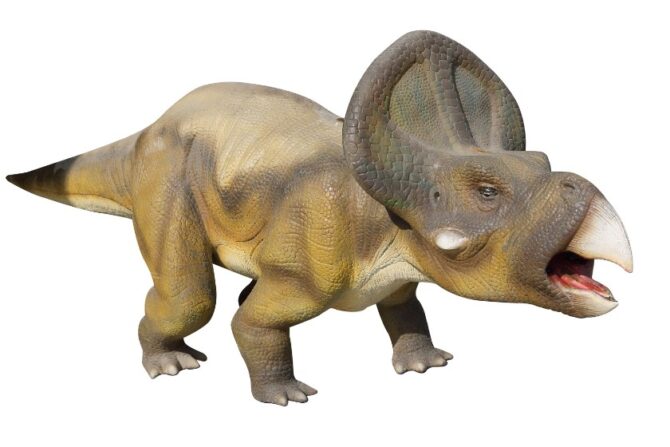 Protoceratops Isolated on White Background