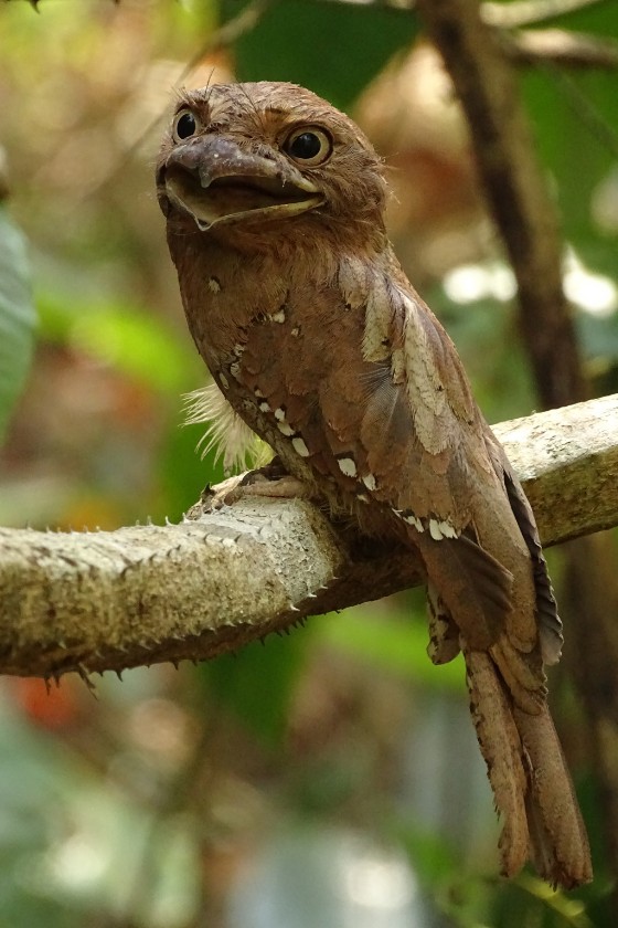 Sri Lanka Frogmouth (Batrachostomus moniliger)