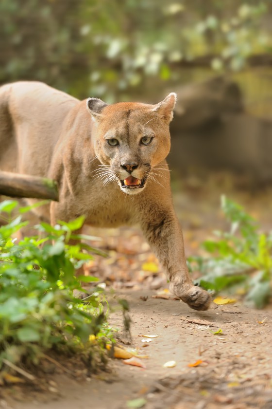 Stalking Cougar Attacking