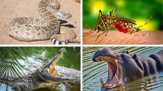 Top 20 Most Dangerous Animals In The World, 2024 Statistics