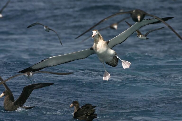 what is the biggest flying animal of all time