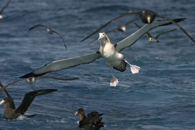 Tristan Albatross (Diomedea dabbenena) in Flight