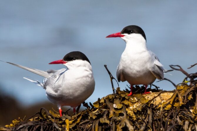 Two South American Terns (Sterna hirundinacea) Looking Aside