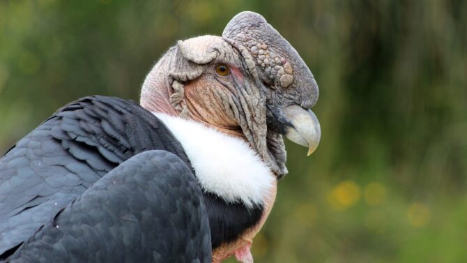 Ugly Birds - Meet The 20 Ugliest Birds In The World