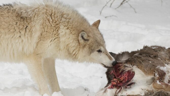 What Do Wolves Eat? A Closer Look At Wolf Diet