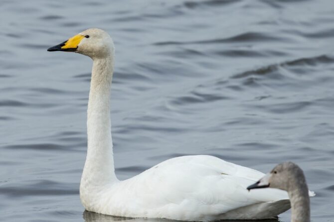 Whooper Swan (Cygnus cygnus )