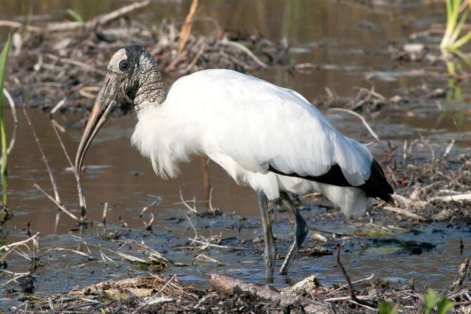 Wood Stork (Wood Stork)