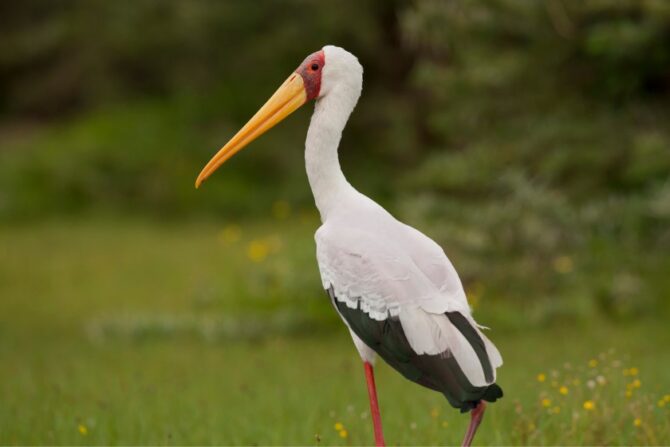 Yellow-billed Stork (Mycteria Ibis )