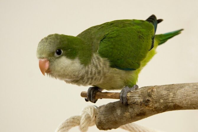 Young Pet Quaker Parrot