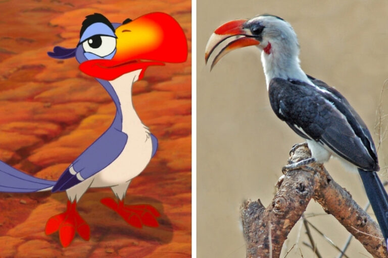 20 Animals In Lion King Movie You Should Know In Real Life