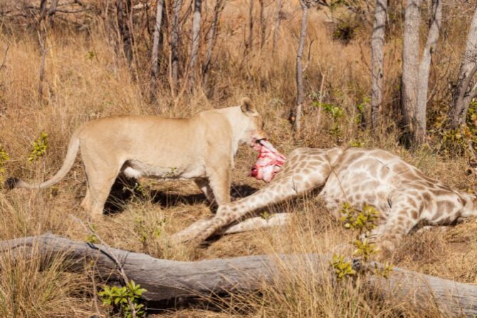 African Lion Eating a Giraffe