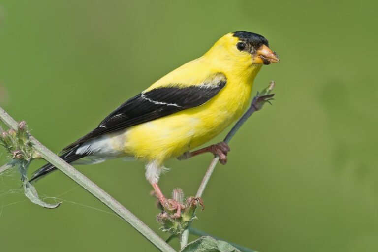 Types Of Yellow Birds (31 Stunning Species, With Pictures)