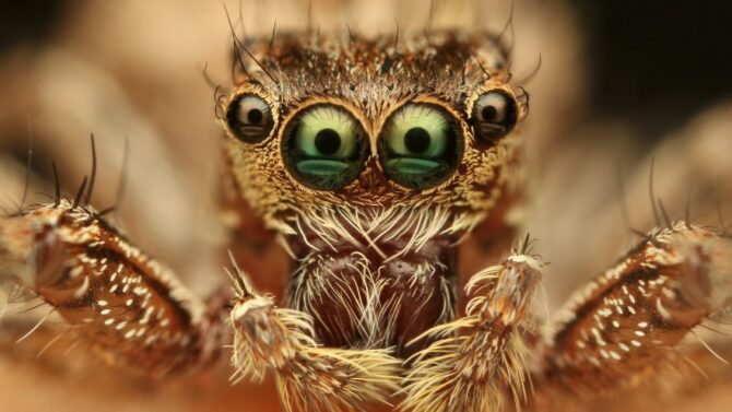 Animals With More Than 2 Eyes (With Pictures)