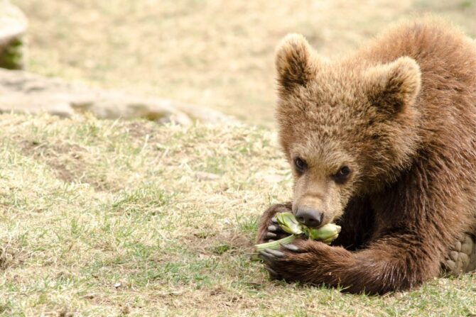 Baby Brown Bear Eating on a Meadow