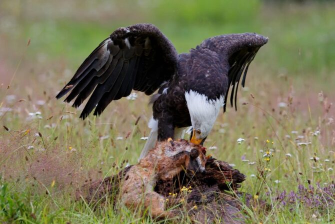 Bald Eagle Eating a Red Fox in field