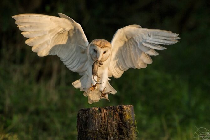 Barn Owl Hunting a Mouse