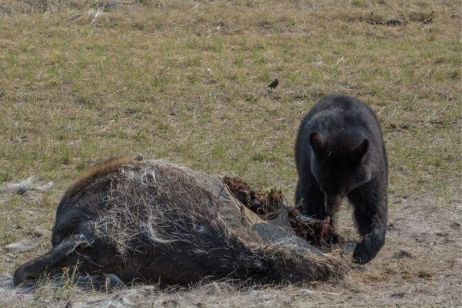 Wild Black Bear Eating Bison Carcass