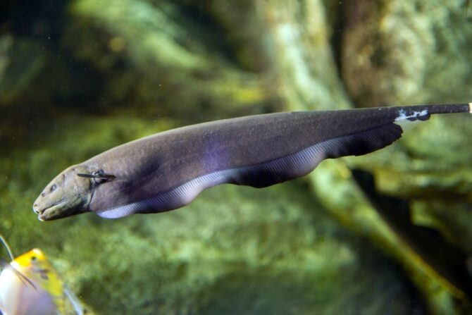 Black Ghost Knife Fish (Apteronotus albifrons)