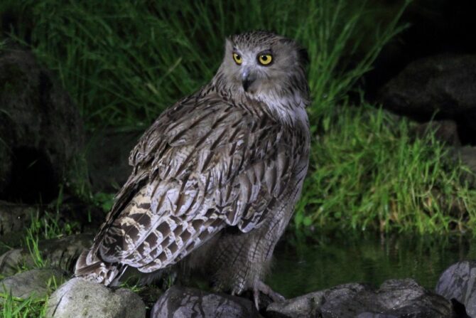 Blakiston’s Fish Owl (Ketupa blakistoni)
