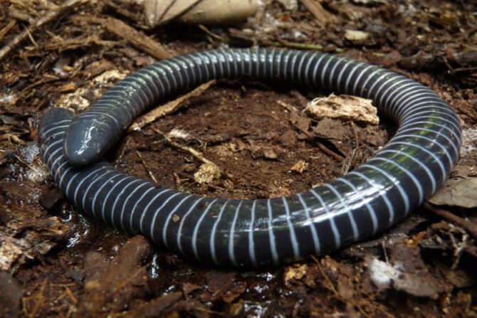 Blue-ringed Caecilian