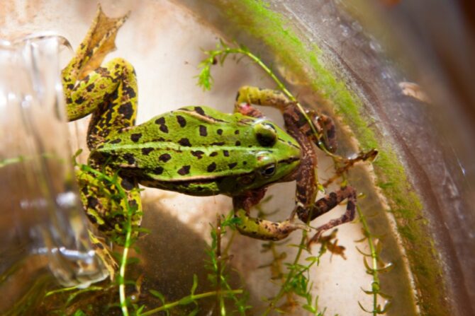 Cannibalism – Edible Frog Eating Smaller Frog