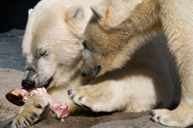 Captive Polar Bears in Zoo Eating Ox Leg