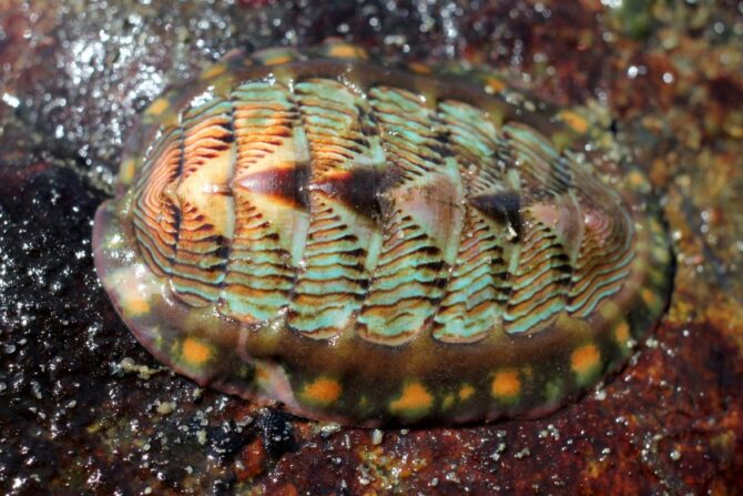 Chiton (Polyplacophora)