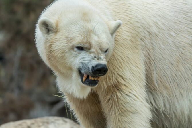 Close Up Angry Polar Bear Showing Teeth