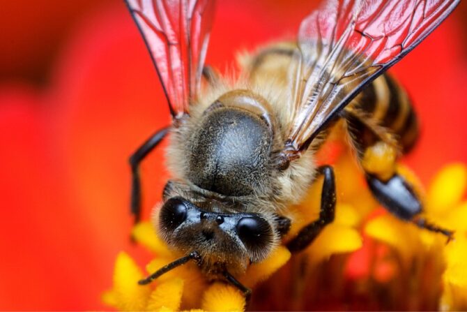 Close Up Bee Showing Multiple Eyes