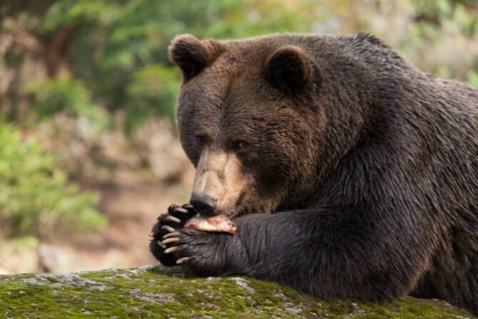 Close Up Brown Bear Eating Fish