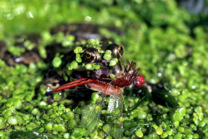 Close Up Common Frog Eating Dragonfly