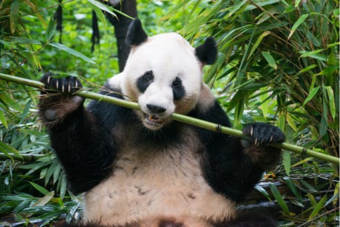 Close Up Panda Eating Bamboo