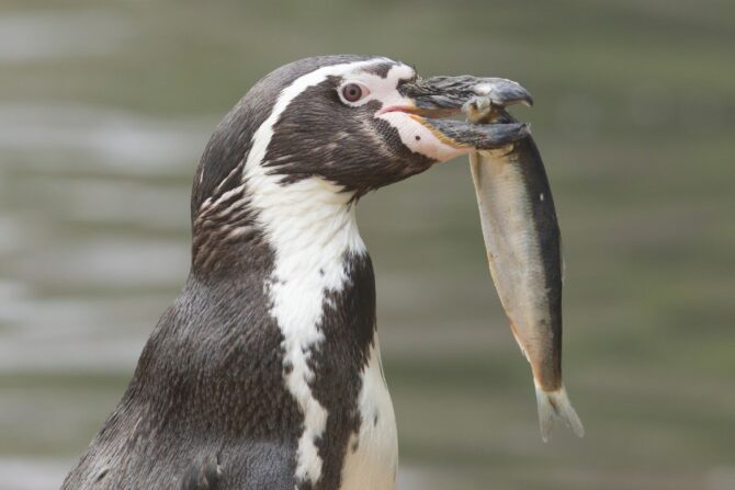 Close Up Penguin Eating a Large Fish