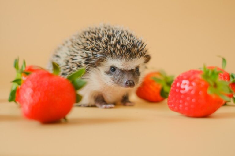 What Do Hedgehogs Eat? (Hedgehog Diet & Eating Habits)
