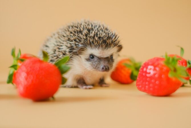 Close Up Pet Hedgehog with Berries