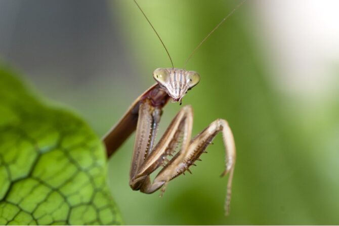 Close Up Praying Mantis Showing Face