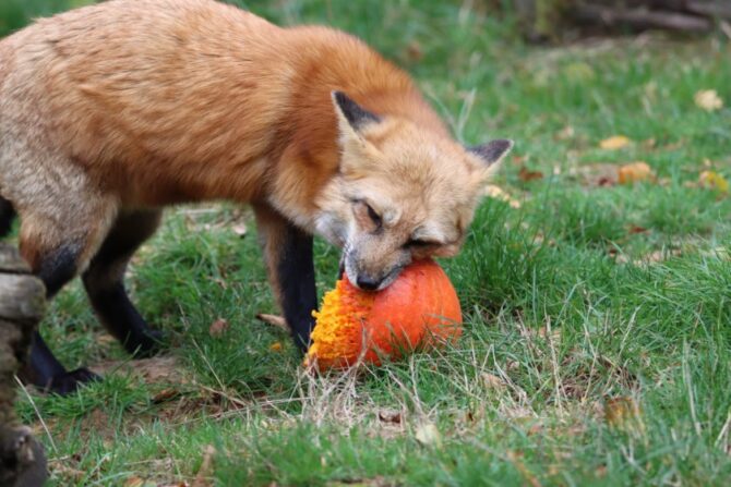 Close Up Red Fox Eating Pumpkin on Grass