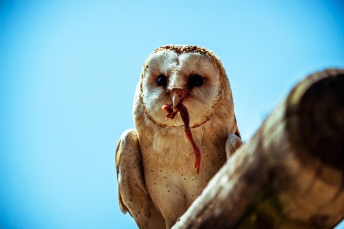 Close up Barn Owl Eating