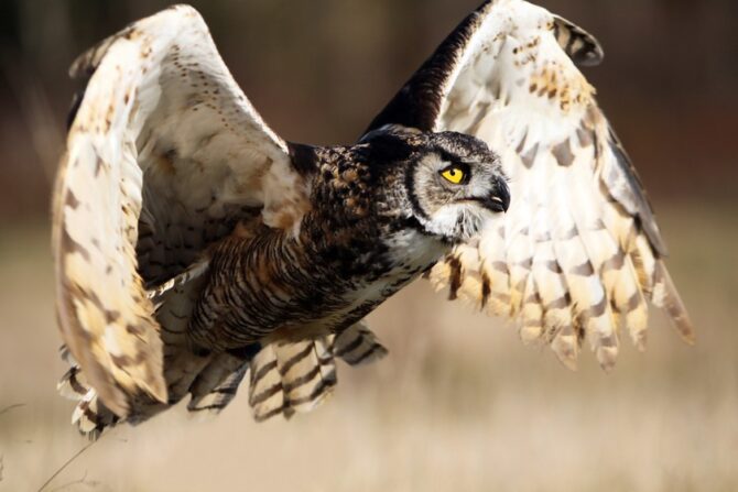 Close up Great Horned Owl Hunting