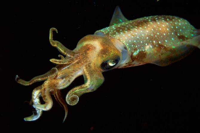 Coastal Squid (Myopsida)