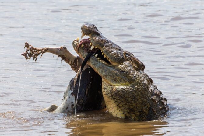 Crocodiles Eating Wildbeast in Marina River, Kenya