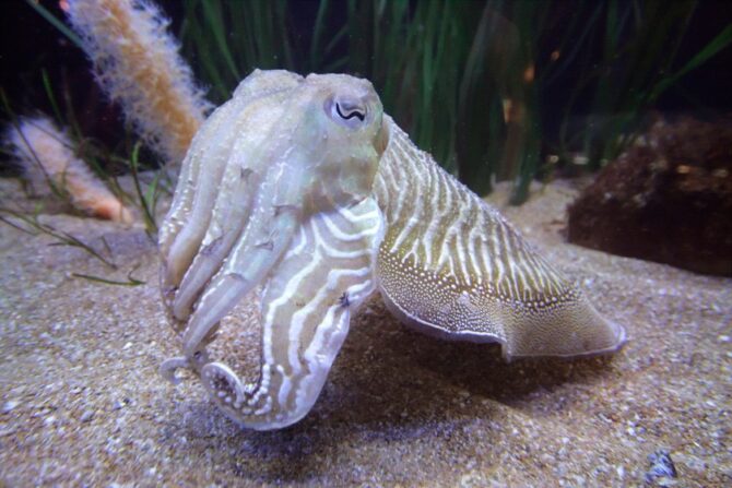 Cuttlefish (Sepiida)