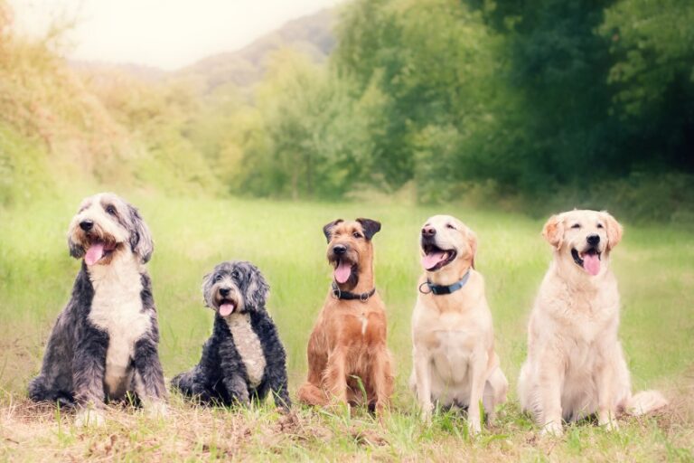 Domestic Dog Facts Characteristics Anatomy Pictures