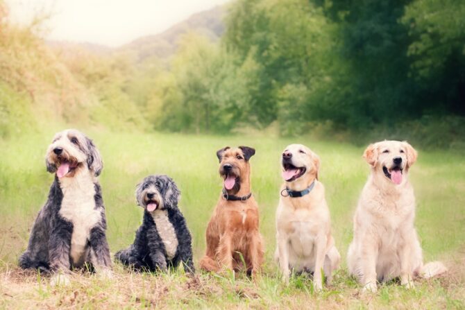 Different Dog Breeds Sitting on Grass