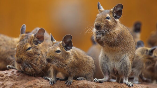 Different Types Of Rodents (Popular Species List)